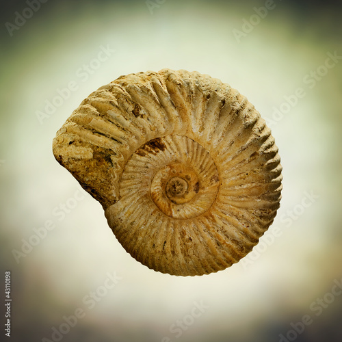 Photo: ammonite ammonite