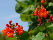 Feuerbohne. Phaseolus coccineus.