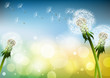 Pusteblumen im Wind