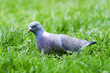 Photo: Pigeon Pigeon