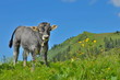 Kalb steht auf Bergweide