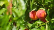Video: Ripe Peach on a Brunch, Close-up Ripe Peach on a Brunch, Close-up