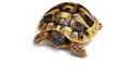 Photo: Testudo hermanni's baby Testudo hermanni's baby