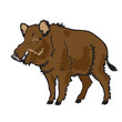 wild boar isolated on white background