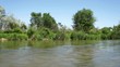Flowing river and green reeds