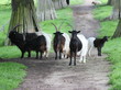 Walliser Schwarzhalsziegenherde im Tierpark Sababurg