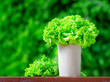 lettuce