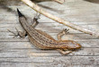 Foto: common lizard growing new tail common lizard growing new tail