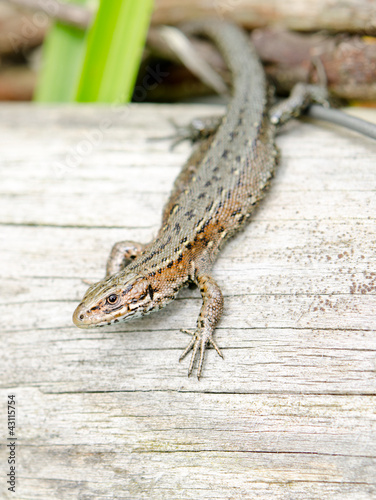 Foto: lizard selective focus head lizard selective focus head