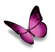 Illustration: Violet butterfly, isolated on white Violet butterfly, isolated on white