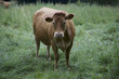 Photo: Ein Rind im Regen auf der Weide Ein Rind im Regen auf der Weide