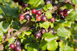 Jostabeeren am Strauch