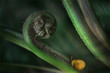 Photo: escargots escargots
