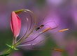 Photo: flore & faune flore & faune
