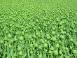 Opium poppy large field.