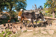 Bewässerungsanlage im ländlichen Rajasthan, Indien