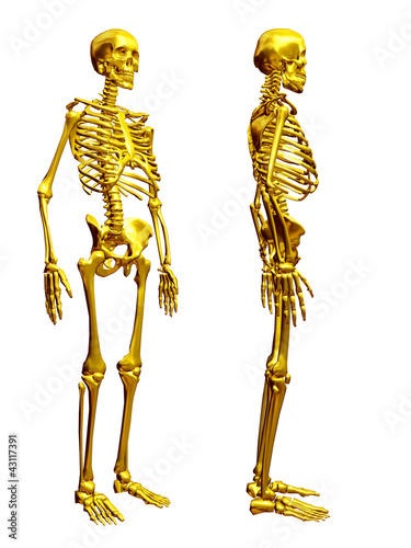Illustration: skeleton out of gold skeleton out of gold
