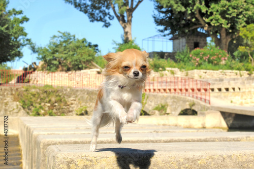 Jumping Chihuahua