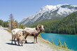 Mountain Bighorn Sheep on Lake Minnewanka, Alberta, Canada