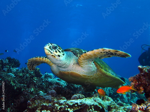 Photo: Hawksbill Turtle 3 Hawksbill Turtle 3
