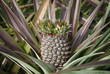 Foto: Pineapple, tropical fruit Pineapple, tropical fruit