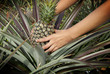 Foto: Pineapple, tropical fruit Pineapple, tropical fruit