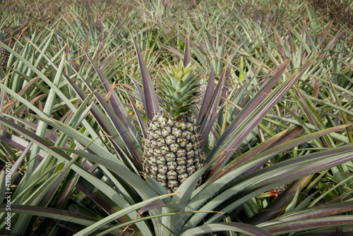 Foto: Pineapple, tropical fruit Pineapple, tropical fruit