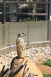 Meerkat.