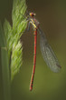 Large Red Damselfly