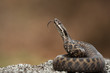Photo: Snake flicking its tongue Snake flicking its tongue