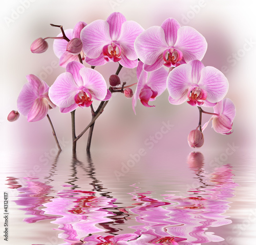 Photo: Pink orchids with water reflexion Pink orchids with water reflexion