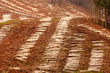 Vast clearcut Eucalyptus forest for timber harvest