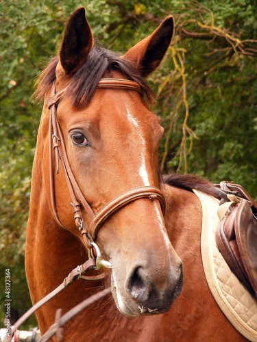 Bay Horse Bridle