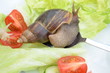 Foto: Schneckensalat Schneckensalat