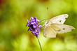 Photo: Rapsweißling, Pieris napi an Lavendelblüte Rapsweißling, Pieris napi an Lavendelblüte