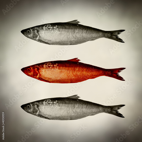 Foto: red herring concept red herring concept