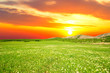 green grass