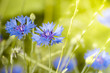kornblumen
