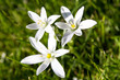 Spring flower Star of Bethlehem