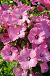 Foto: Malven_9062 Malven_9062