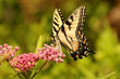 Eastern tiger swallowtail butterfly