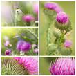 distel collage
