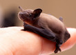 Foto: Baby Bat (Pipistrellus pipistrellus) Baby Bat (Pipistrellus pipistrellus)