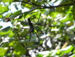 A spider making a web