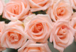 Foto: Beautiful rose Beautiful rose