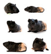 set of guinea pigs
