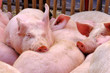cochons,parc à cochons