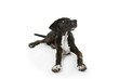 Jagdhundwelpe