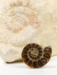 small ammonite cut / polished, big ammonite fossil background