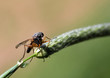 Schnepfenfliege auf Grashalm